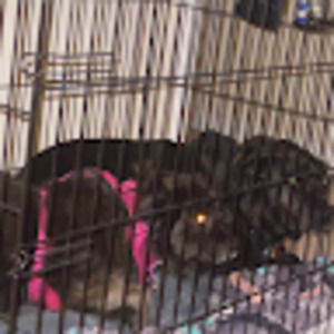 Meet your Posher, Lisabari